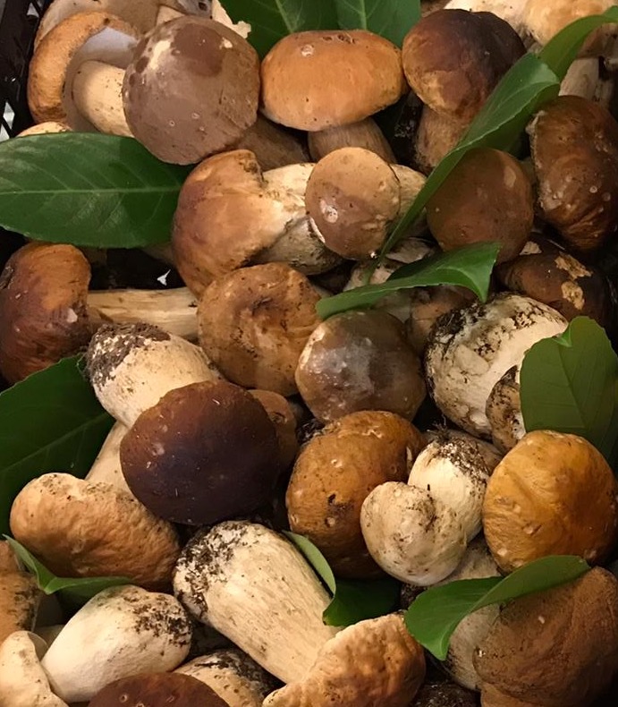 funghi-porcini-freschi